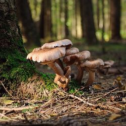 Mushrooms growing in forest
