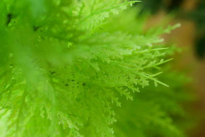 Close-up of wet plant