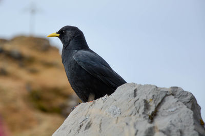 Close-up of bird perching on rock