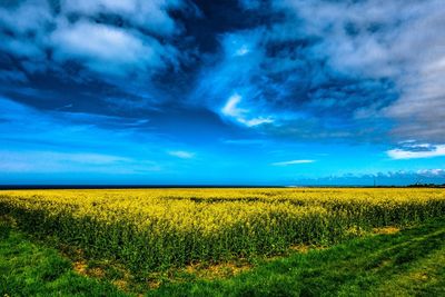 Scenic view of yellow field against cloudy sky