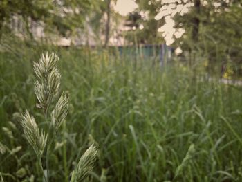 Close-up of plants growing on field