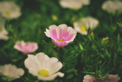 Close-up of pink flowering plants