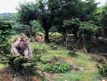 Monkey sitting in a forest