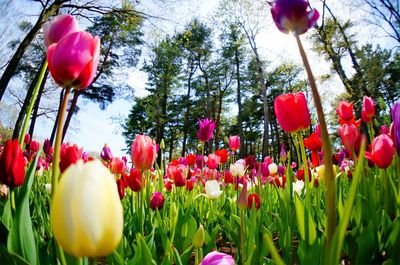 Tulips blooming on field against sky