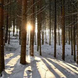 Trees on snow covered land