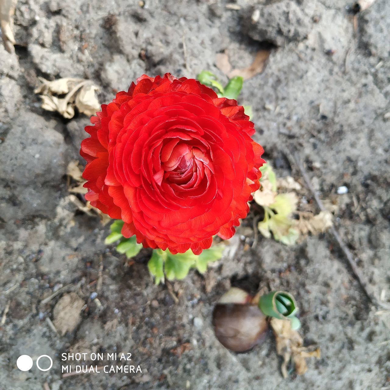 CLOSE-UP OF RED ROSE AGAINST WALL