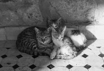 High angle view of cats resting on tiled floor