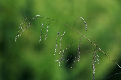 Close-up of water drops on spider web