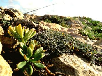 Close-up of plant growing on field