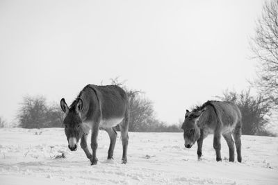 Donkeys in the snow