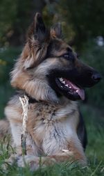 Close-up of dog. german shepherd.