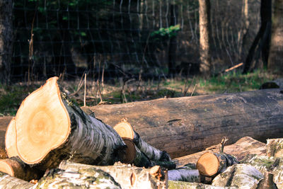 Stack of logs against tree trunk