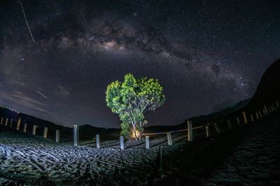 Low angle view of tree against star field