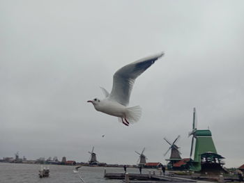 Seagull flying over sea against sky