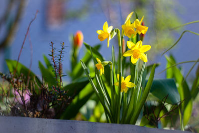 Close-up of yellow flowering plant