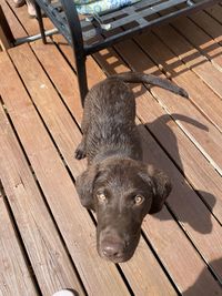 High angle view of dog on boardwalk