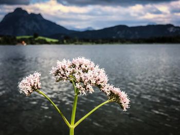 Close-up of pink flowering plant by lake against sky