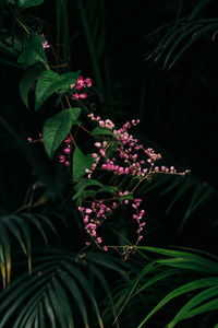 Close-up of flowers on plant