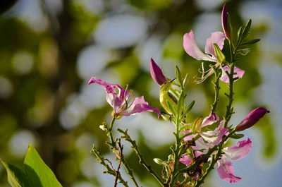 Close-up of pink flowers