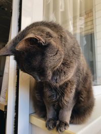 Close-up of a cat looking away