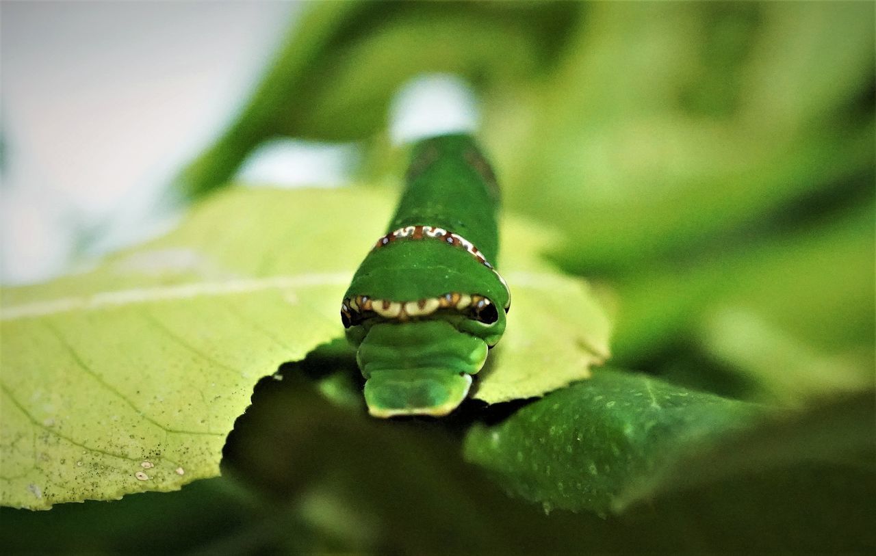 CLOSE-UP OF GREEN INSECT ON LEAVES