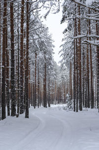 Trees on snow covered land