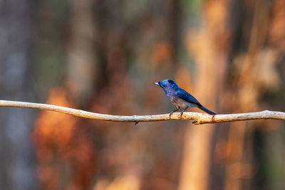 Close-up of bird perching on metal