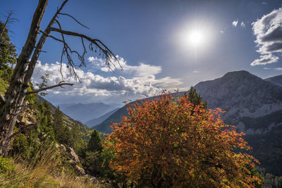 Plants and trees against sky during autumn