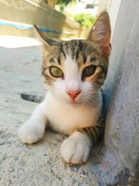 Close-up portrait of cat sitting