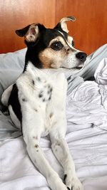 Close-up of dog relaxing on bed