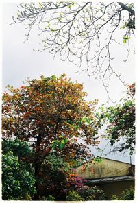 Low angle view of tree against sky