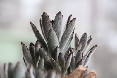 Close-up of succulent plant