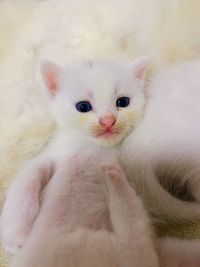 Close-up portrait of white kitten