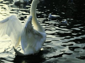 Swan swimming in lake