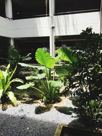 Plants growing in greenhouse