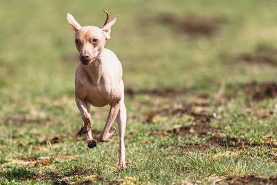 Portrait of dog running on field