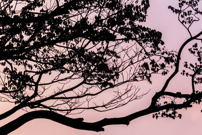 Low angle view of silhouette tree against sky during sunset