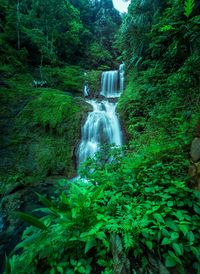 Waterfall in forest