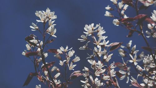 Low angle view of white flowering tree against sky