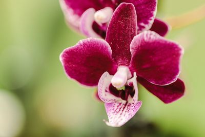 Close-up of pink orchid flower