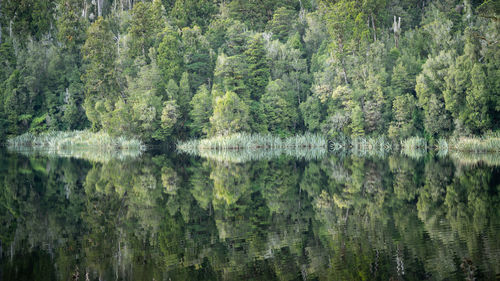 Exotic green forest reflecting in lakes surface. symmetrical shot from new zealand