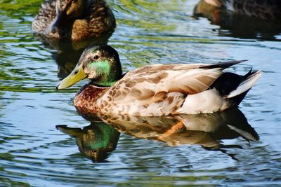 Duck swimming in lake