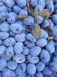 Fresh organic plums. healthy eating. top view.