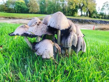 Close-up of sheep on field