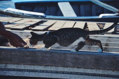 Cat relaxing