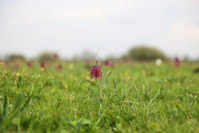 Close-up of flowering plant on land