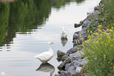 Swans on lake