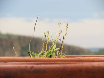 Close-up of plant against sky