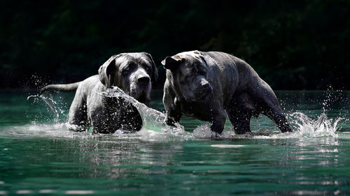 View of dog in water