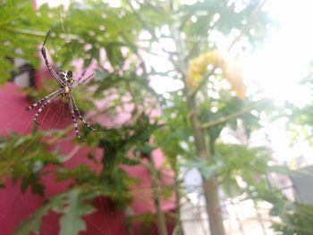 Close-up of spider on web